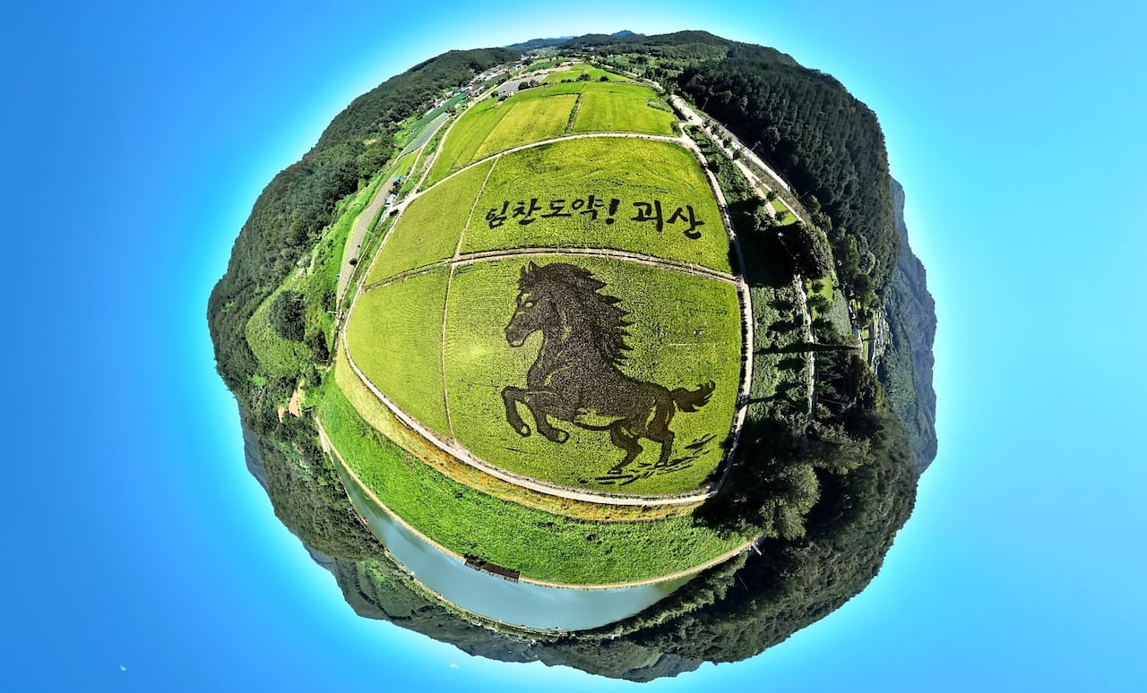 Paddy Rice Color Galloping Horse Emerges in Goesan's Rice Fields