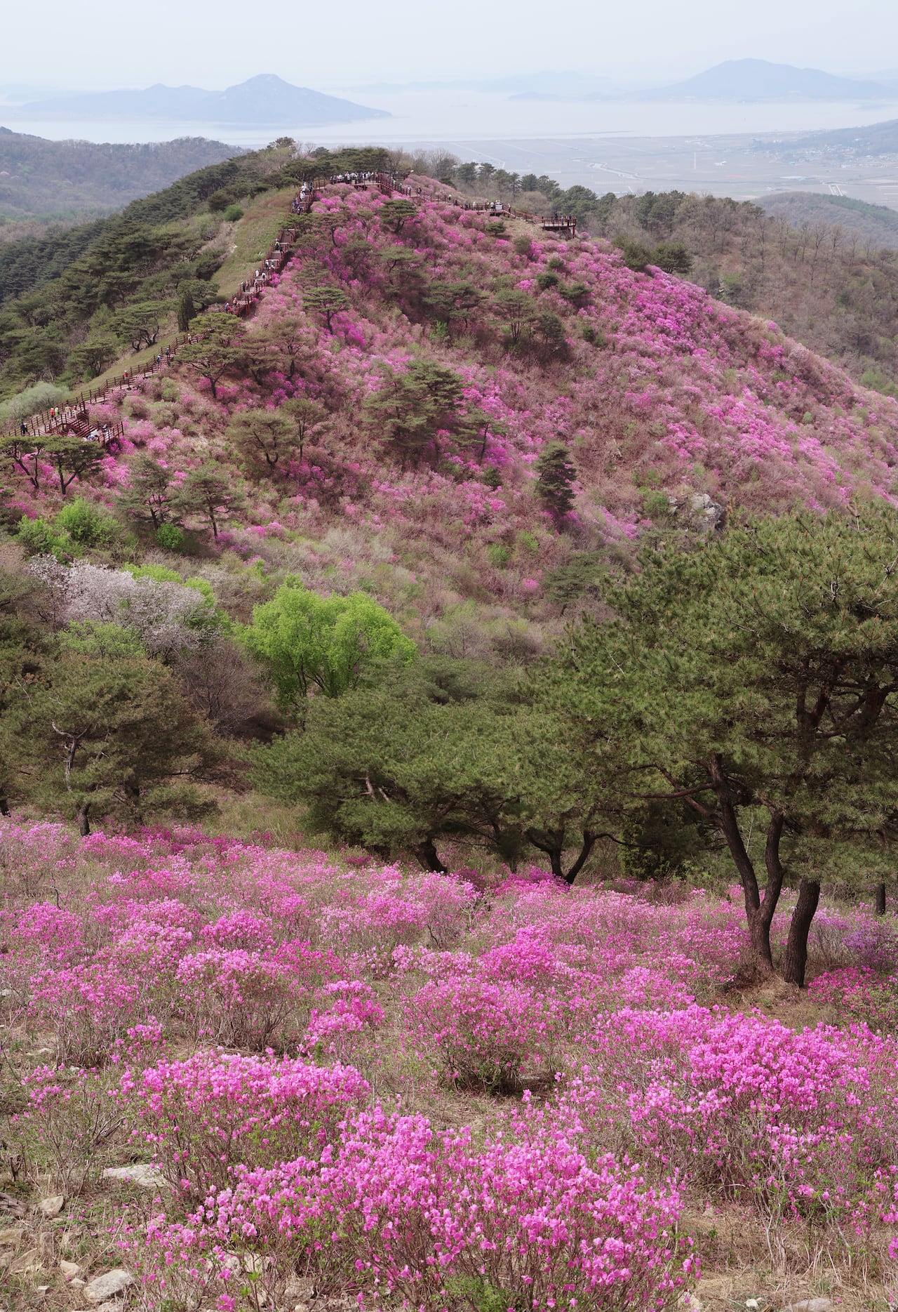 Goryeosan's Purple Azalea Blooms: Visit Soon