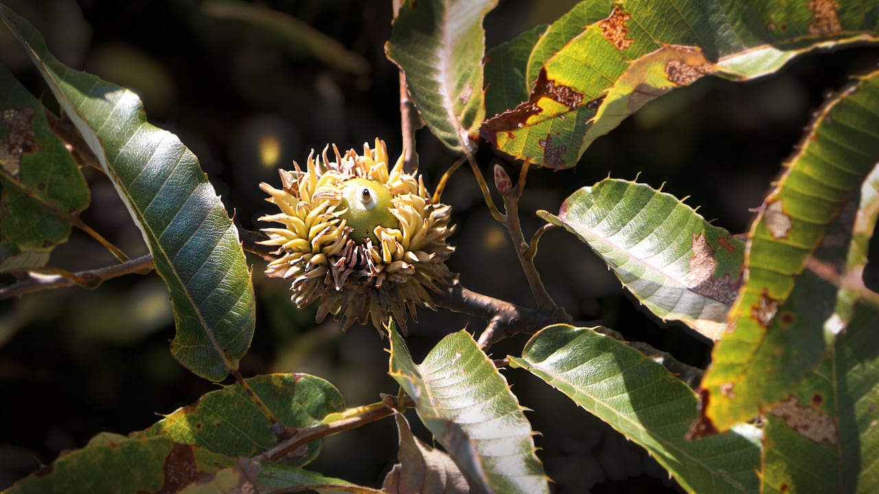 서귀포에서 필름 맡기러 갈 때마다 자연스럽게 한 번씩 들르게 되는 곳이에요 @jbc_coffeeclub #제철과사람 이번엔 계절  끝자락에 다녀와서 그런지 잠깐 앉아 있었을 뿐인데 한 해를 정리하는 느낌이 들더라고요. 고구마 크럼블은 달달하면서도 식감이 좋아서, image size:1280x720