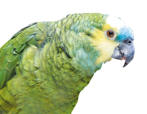 »÷ÇÁ¶õ½Ã½ºÄÚ µ¿¹°¿ø