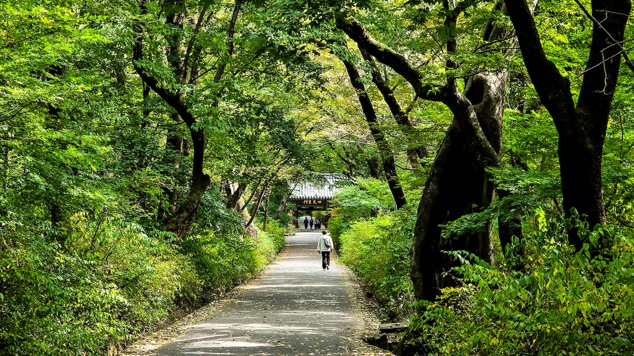 충남 공주 갑사 입구의 '오리숲길'. 오리(2km) 동안 숲이 이어진다는 길을 방문객들이 걷고 있다. /사진=김한수 기자