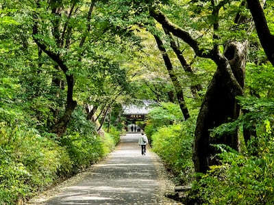 춘마곡 추갑사… 붉게 물드는 계룡산 품에서 건져 올린 삶과 수행 이야기