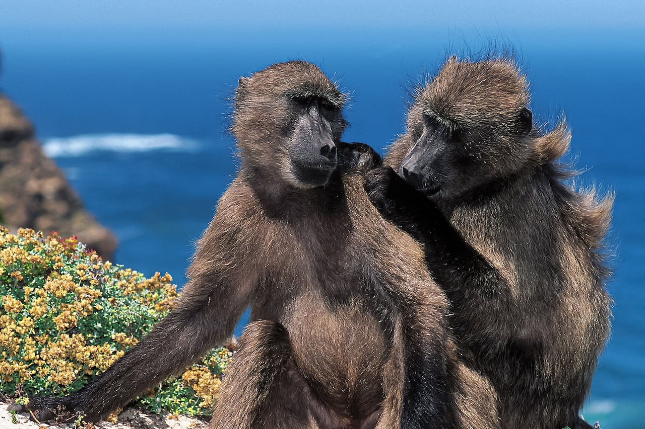 바다가 보이는 케이프 다운 인근에서 개코원숭이들이 서로 털을 골라주고 있다. /University of Cape Town