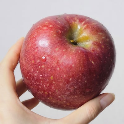 품절대란, 요즘 대세 사과 ‘경북 감홍’ 특대과 5kg 4만원대 단독 특가
