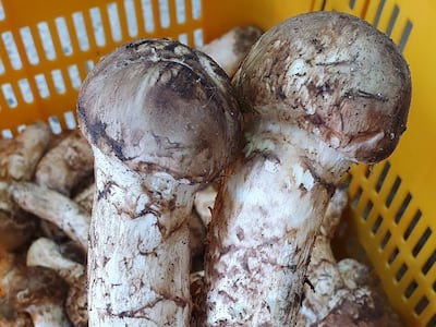 산불·재선충병·가뭄까지 겹쳐… 경북 ‘송이버섯’ 씨 마른다