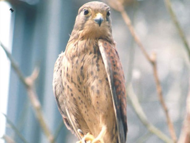 �ѱ����߾ӿ�����