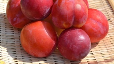 자두하면 왜 와촌 와촌 하는지 궁금하다면, 1kg 딱 1만원 조선몰 단독 공구
