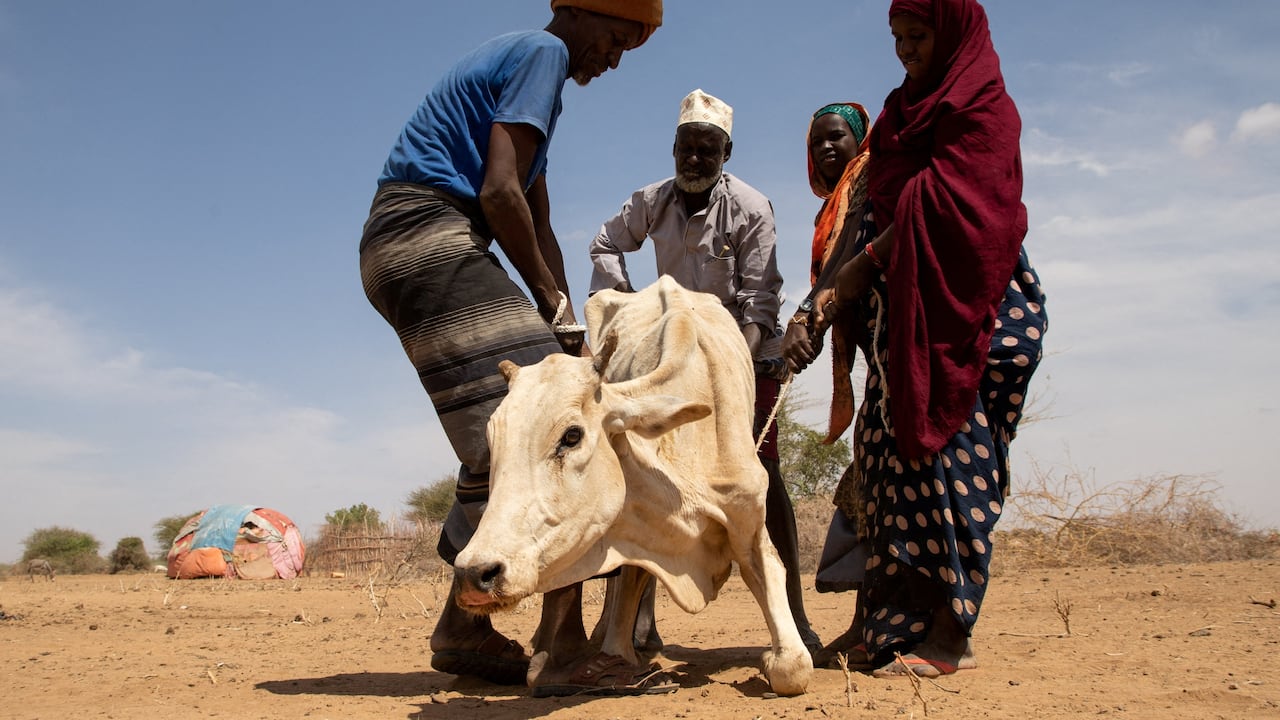 딕딕(dik-dik)은 아프리카 동부와 남부의 관목 지대와 사바나에 서식하는 작은 영양입니다. 딕딕은 몸집에 비해 머리가 상대적으로  크며, 주둥이가 길고 움직일 수 있어 체온 조절에 도움을 줍니다. 포식자로부터 도망칠 때는 지그재그로 빠르게 달리며, 코를, image size:1280x720