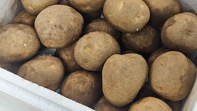강원도 두백감자 7kg 한 박스 1만8000원, 150상자 한정 특별 공동구매