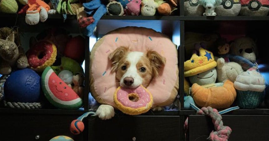 주인끼리 나눈 대화 엿듣고... 반려견이 그 단어 배웠다 - 뉴스 썸네일 이미지