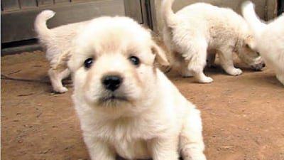강아지 영상 봤더니… 혈압도 불안도 ‘뚝’