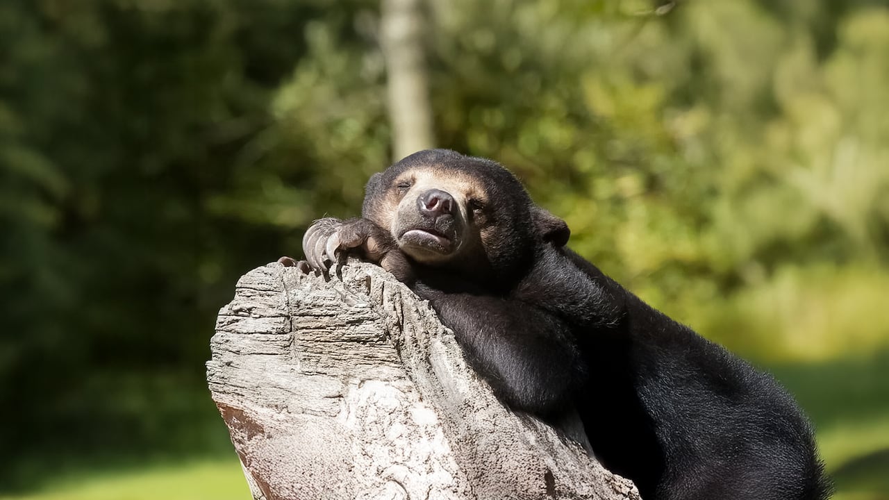 꿀을 좋아하는 식성이  푸와 꼭닮은 말레이곰은  전세계 곰 8종류 중 가장 덩치가 작다. /Oakland Zoo