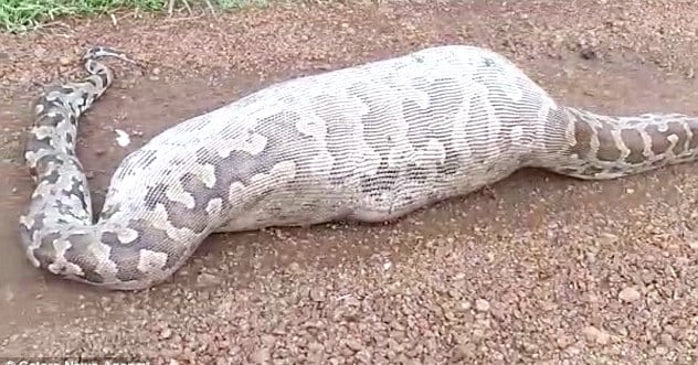 비단뱀처럼 먹고 1년 굶는 다이어트약 나오면 살 거냐?