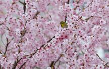 Busan's Early Cherry Blossoms Signal Spring