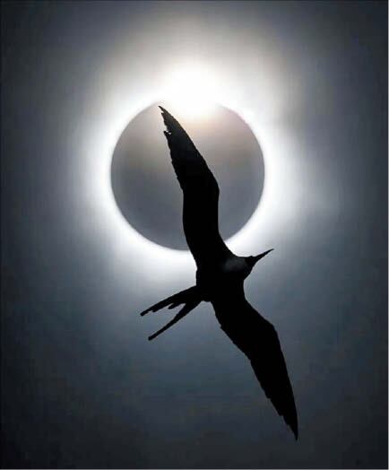 ¿ÃÇØÀÇ Á¶·ù »çÁø°¡ »ó¿¡¼ ´ë»óÀ» ¹ÞÀº ¡®±ºÇÔÁ¶¿Í ´ÙÀ̾Ƹóµå ¸µ(The Frigatebird and the Diamond Ring).
/¸®·Ð °ÅÃ÷¸¸