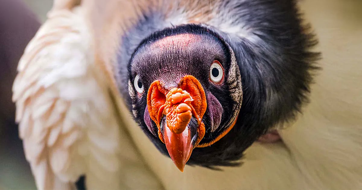 4차원 총천연색 독수리 출현… "이거 AI 영상 아니었어?"