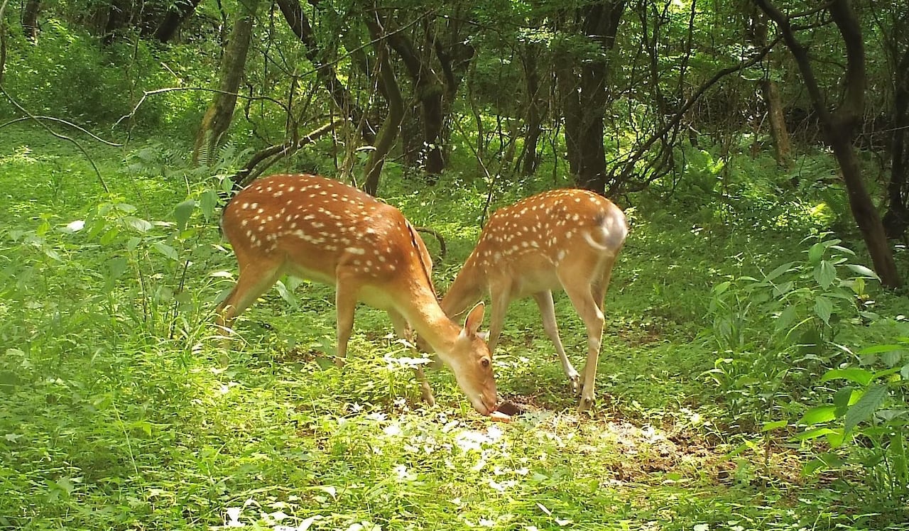 몽골에서 야생동물 관찰이 멋진 이유는 무엇인가요?, image size:1280x748