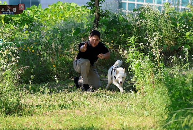 9일 오후 충남 아산 경찰인재개발원에서 세계 최초로 진돗개 경찰견에 도전하는 경찰견들이 수색 훈련을 하고 있다./박성원 기자