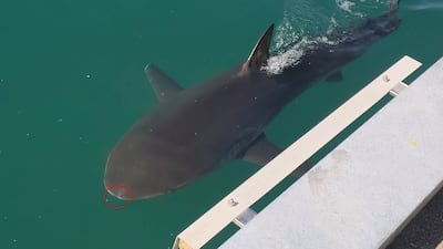 Bukangi's Snout Scrape in Busan Waterway