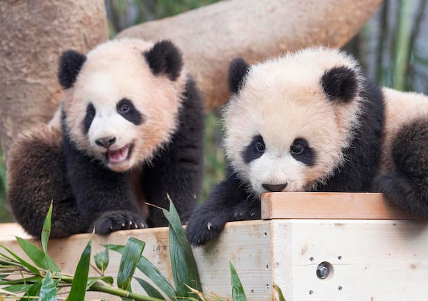 The Fu Bao Craze: Pandas surpass WBC win in Economic Impact