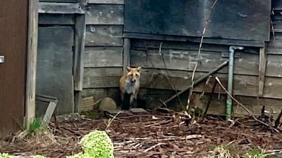 If Foxes Return to Vacant Houses