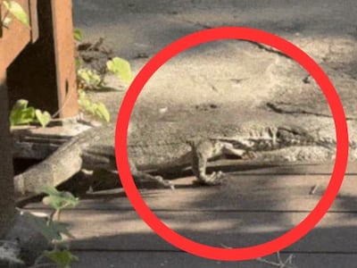 수원서 1m 대형 도마뱀 발견… 멸종위기종 ‘물왕도마뱀’ 추정