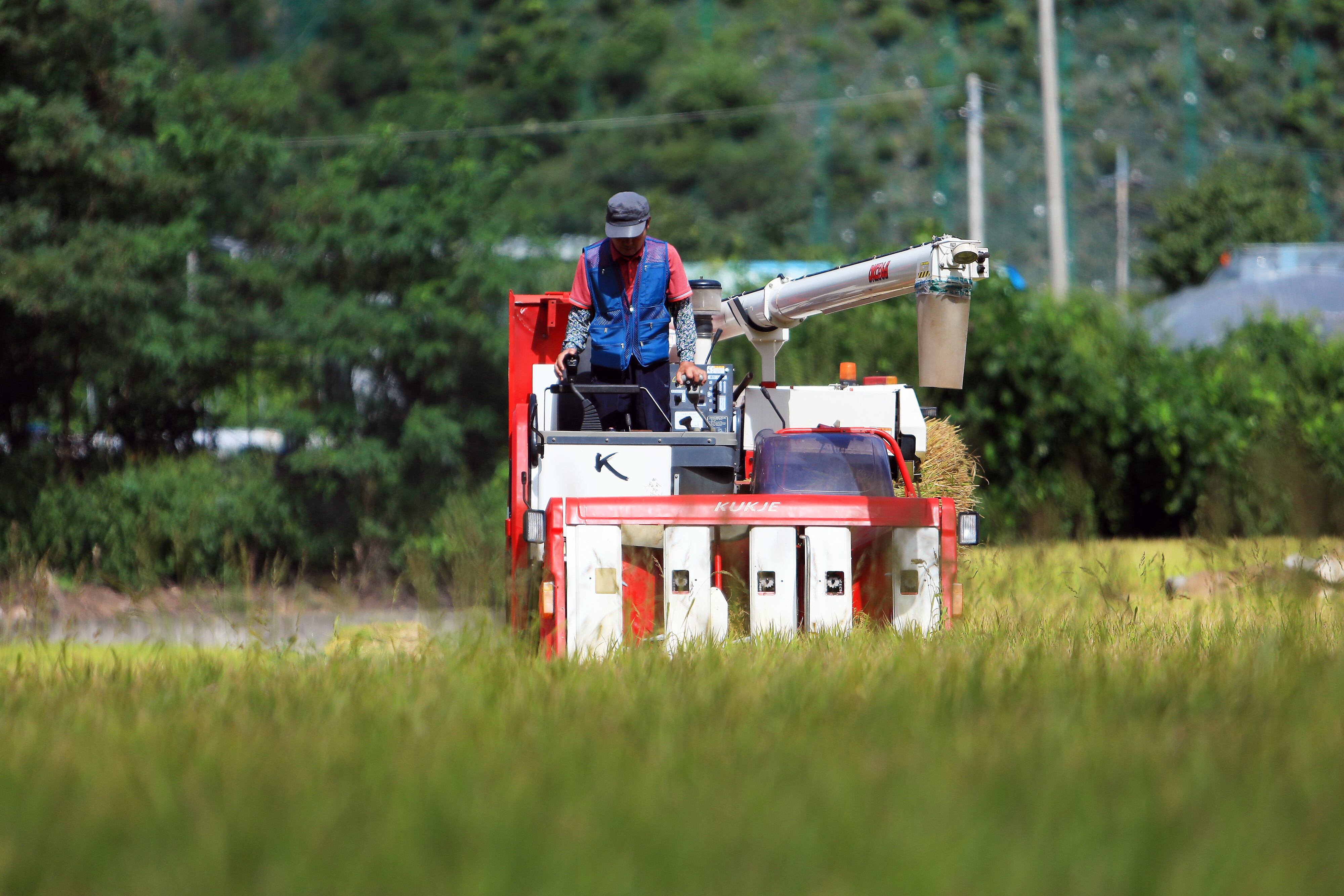 지난 8월 28일 오전 강원 인제군 북면 원통리에서 올해 첫 벼 베기가 이뤄지고 있다. /연합뉴스