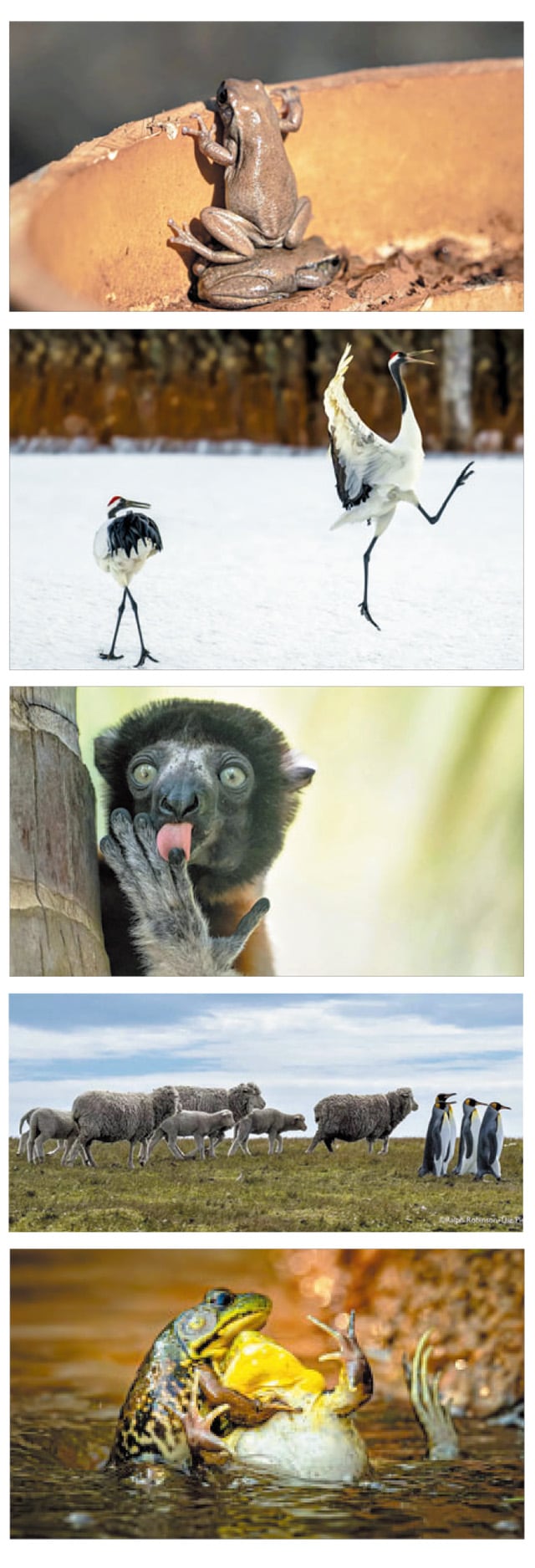 CWPA 제공(위로부터 Andrew Mortimer, David Rice, Liliana Luca, Ralph Robinson, Grayson Bell의 촬영 사진)