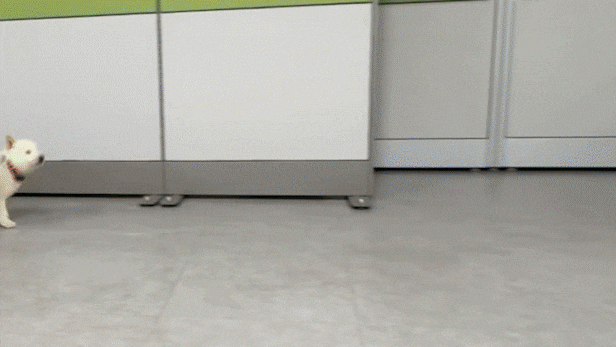 지난 9일 오후 경찰견센터에서 생후 9개월 된 진돗개 ‘임회’와 ‘상만’의 경찰견 훈련 중간 보고회가 열렸다. '임회'와 '상만'은 2024년 11월에 입소해 공포심 극복 훈련, 통지 훈련 등 경찰견이 되기 위한 훈련을 받고 있다. /경찰견 훈련센터